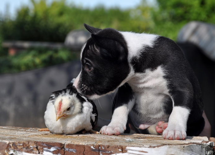 Can Dogs and Chickens Coexist?